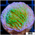 Nuclear Montipora