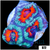 Teal Claw Acan Lord
