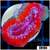 Teal Claw Acan Lord