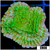 Nuclear Montipora