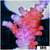 BC Unicorn Bubblebath Acropora
