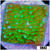 Nuclear Montipora