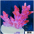 BC Unicorn Bubblebath Acropora