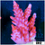BC Unicorn Bubblebath Acropora