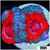 Teal Claw Acan Lord