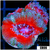 Teal Claw Acan Lord