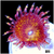 ASD Pandora Zoanthids