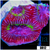 ASD Invader Favia