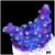 ASD Branching Starry Cyphastrea