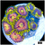 ASD Pink Lemonade Zoas