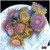 ASD Sunflower Zoanthids