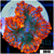ASD Flamethrower Rhodactis Mushroom