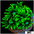 Neon Star Goniopora