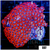 ASD Black Widow Zoanthids Chunk