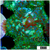 ASD Enchanted Forest Rhodactis