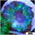 Acid Pool Rhodactis