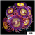 ASD Night Crawler Zoanthids