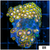ASD Combo Zoanthids Chunk