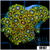 ASD Laser Lemon Zoanthids Colony Starter