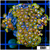 ASD Laser Lemon Zoanthids Colony Starter
