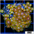 ASD Laser Lemon Zoanthids Colony Starter