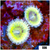 ASD Chiquita Zoanthids