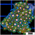 ASD Starry Night Zoanthids Chunk