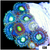 ASD Reverse AOI Zoas