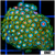 ASD Electric Sunrise Zoanthids Chunk