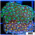 Combo Zoanthids Garden