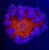 ASD Inferno Rock Flower Anemone