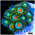 ASD Electric Sunrise Zoanthids