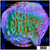 Nuclear Montipora