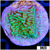 Nuclear Montipora