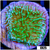 Nuclear Montipora