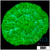 Nuclear Plate Coral