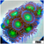 Dragon Eyes Zoanthids