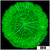 Nuclear Plate Coral