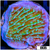 Nuclear Montipora