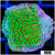 Nuclear Montipora