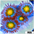 Gator Eyes Zoanthids