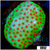 Strawberry Fields Montipora