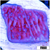 Purple Haze Montipora