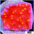 Sunburst Montipora