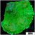 Nuclear Leptoseris Colony