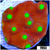 Nuclear Scroll Coral