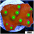 Nuclear Scroll Coral