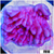Purple Haze Montipora