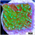 JF Cold Fusion Montipora