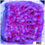 Purple Haze Montipora